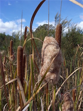 APII jpeg image of Typha orientalis  © contact APII