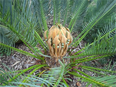 APII jpeg image of Cycas platyphylla  © contact APII