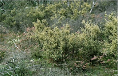 APII jpeg image of Pomaderris angustifolia  © contact APII