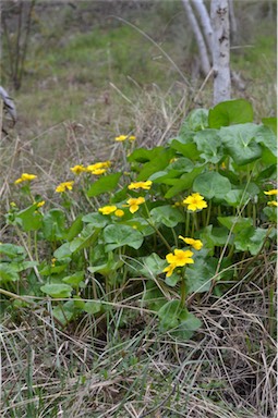 APII jpeg image of Caltha palustris  © contact APII