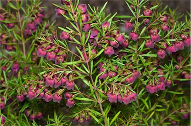 APII jpeg image of Boronia heterophylla 'Purple Jared'  © contact APII