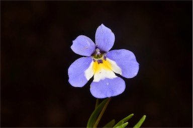 APII jpeg image of Lobelia claviflora  © contact APII