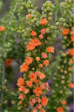 APII jpeg image of Eremaea acutifolia  © contact APII