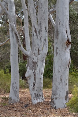 APII jpeg image of Eucalyptus mannifera  © contact APII