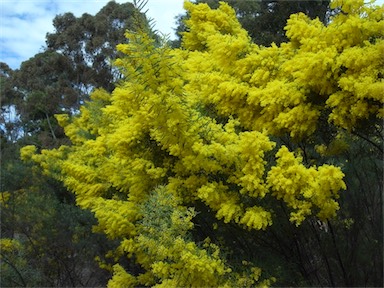 APII jpeg image of Acacia boormanii  © contact APII