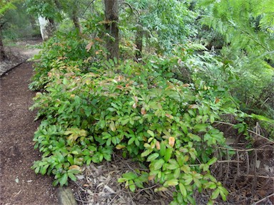 APII jpeg image of Eupomatia laurina  © contact APII