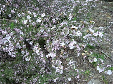 APII jpeg image of Prostanthera stenophylla  © contact APII