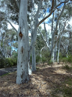 APII jpeg image of Eucalyptus mannifera  © contact APII