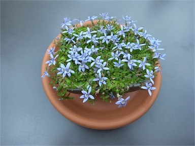 APII jpeg image of Isotoma fluviatilis  © contact APII