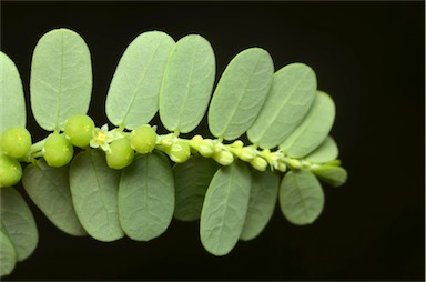 APII jpeg image of Phyllanthus tenellus  © contact APII