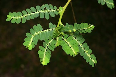 APII jpeg image of Phyllanthus tenellus  © contact APII