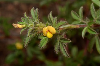 APII jpeg image of Stylosanthes scabra  © contact APII