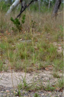 APII jpeg image of Hyparrhenia rufa subsp. rufa  © contact APII