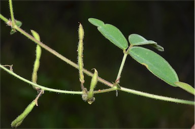 APII jpeg image of Desmodium scorpiurus  © contact APII