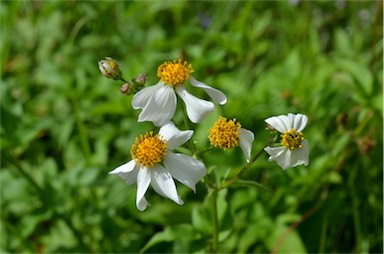 APII jpeg image of Bidens alba  © contact APII