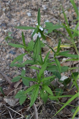 APII jpeg image of Leucas lavandulifolia  © contact APII