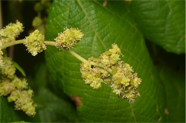 APII jpeg image of Macaranga involucrata  © contact APII