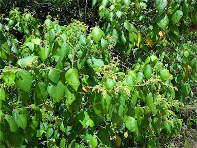 APII jpeg image of Macaranga involucrata  © contact APII