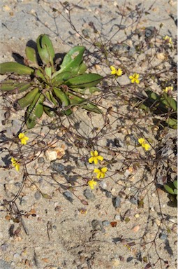 APII jpeg image of Velleia spathulata  © contact APII