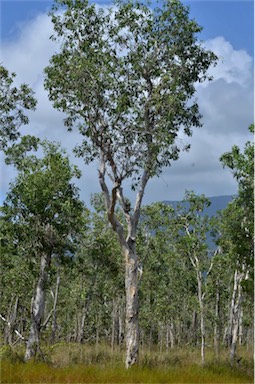 APII jpeg image of Melaleuca viridiflora  © contact APII