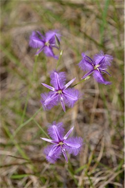 APII jpeg image of Thysanotus banksii  © contact APII