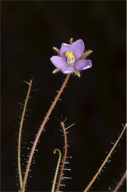 APII jpeg image of Byblis liniflora  © contact APII