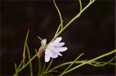 APII jpeg image of Lechenaultia filiformis  © contact APII