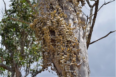 APII jpeg image of Dischidia nummularia  © contact APII