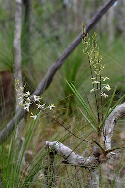 APII jpeg image of Dendrobium canaliculatum  © contact APII