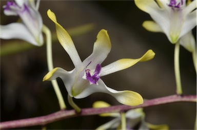 APII jpeg image of Dendrobium canaliculatum  © contact APII