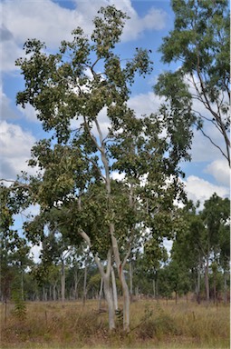 APII jpeg image of Eucalyptus platyphylla  © contact APII