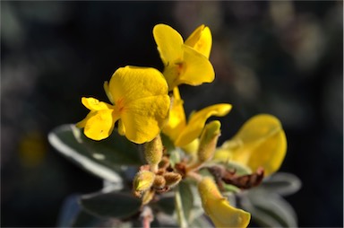 APII jpeg image of Cajanus confertiflorus  © contact APII