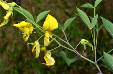 APII jpeg image of Crotalaria laburnifolia subsp. laburnifolia  © contact APII