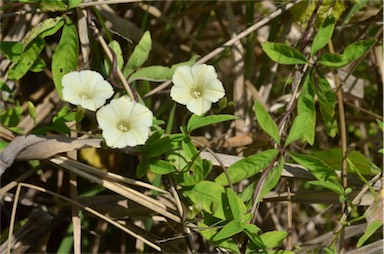 APII jpeg image of Merremia quinquefolia  © contact APII