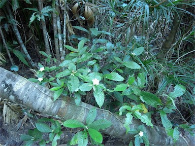 APII jpeg image of Atractocarpus hirtus  © contact APII
