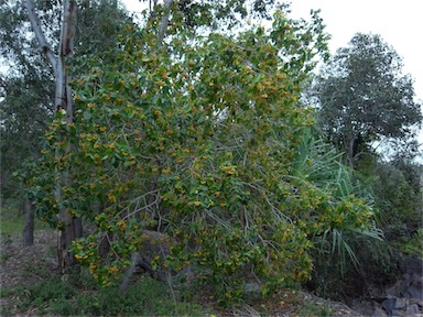 APII jpeg image of Pittosporum ferrugineum subsp. linifolium  © contact APII