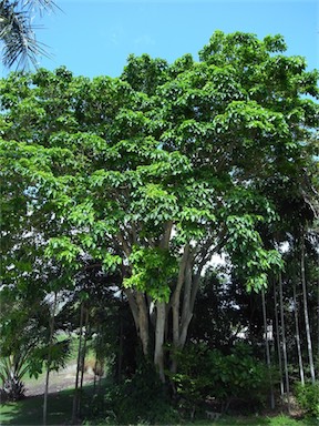 APII jpeg image of Ficus variegata  © contact APII