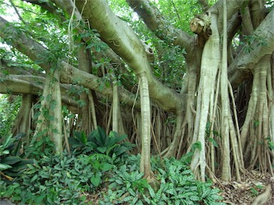 APII jpeg image of Ficus virens  © contact APII