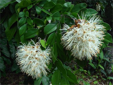 APII jpeg image of Maniltoa lenticellata  © contact APII