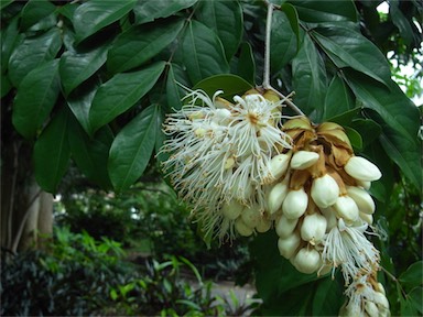 APII jpeg image of Maniltoa lenticellata  © contact APII