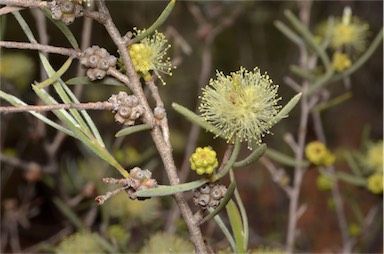 APII jpeg image of Melaleuca glomerata  © contact APII