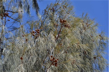 APII jpeg image of Allocasuarina decaisneana  © contact APII