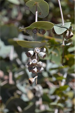 APII jpeg image of Eucalyptus gamophylla  © contact APII