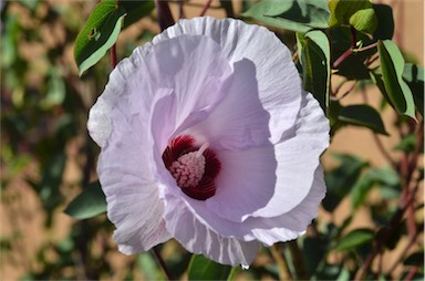 APII jpeg image of Gossypium sturtianum  © contact APII