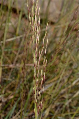 APII jpeg image of Triodia hubbardii  © contact APII