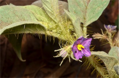 APII jpeg image of Solanum aridicola  © contact APII