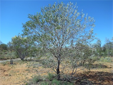 APII jpeg image of Acacia pruinocarpa  © contact APII