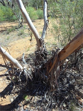 APII jpeg image of Eucalyptus oxymitra  © contact APII