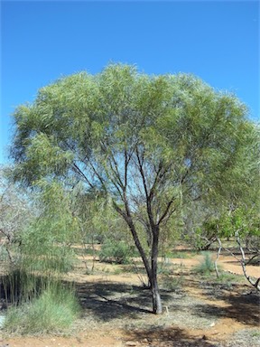 APII jpeg image of Acacia desmondii  © contact APII