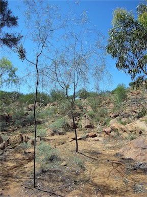 APII jpeg image of Acacia sp. Krichauff Range (A.Soos 241)  © contact APII